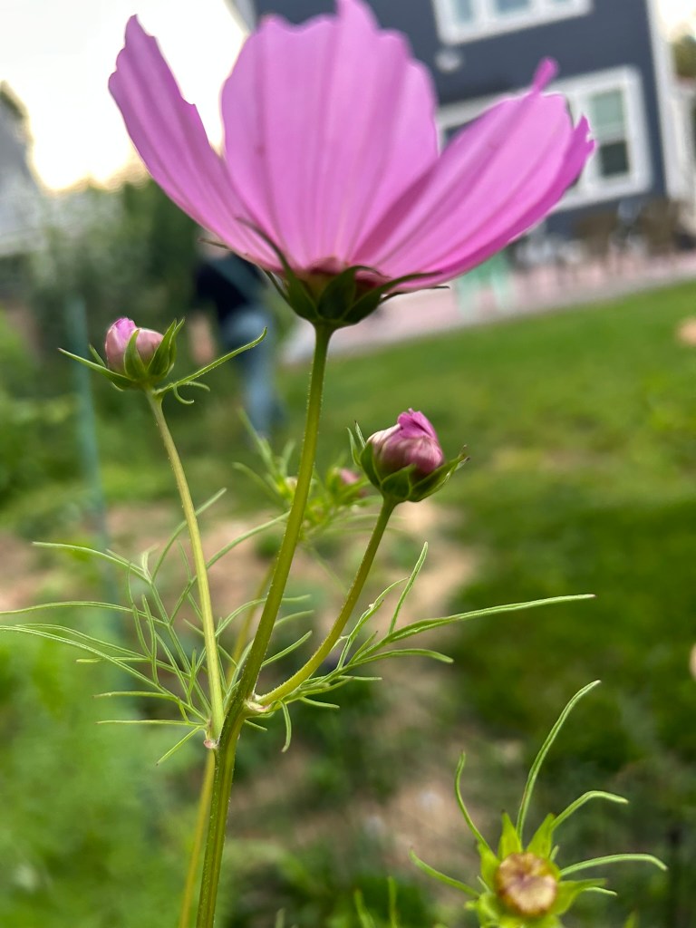 a cosmos from my backyard