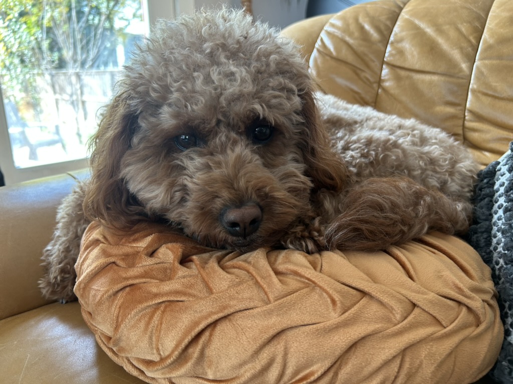 Wendy the mini-goldendoodle